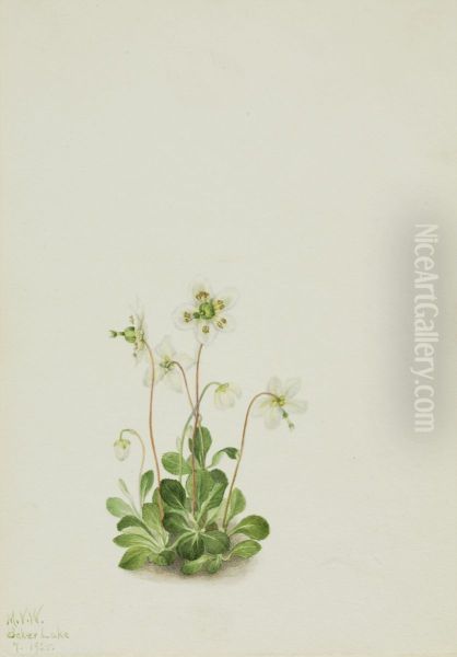 Wood Nymph (Moneses uniflora) - view 1