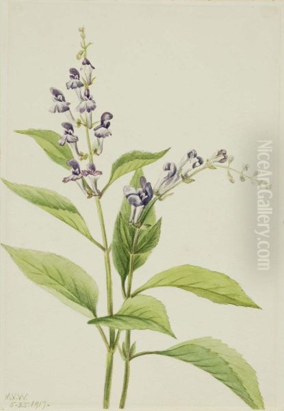 Wood Skullcap (Scutellaria serrata) - view 1