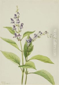 Wood Skullcap (Scutellaria serrata)