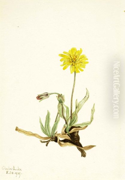 Woolly Agoseris (Agoseris villosa) - view 1