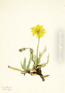 Woolly Agoseris (Agoseris villosa)
