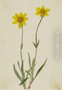 Woolly Arnica (Arnica tomentosa) by Mary Vaux Walcott