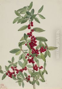 Yaupon (Ilex vomitoria) by Mary Vaux Walcott