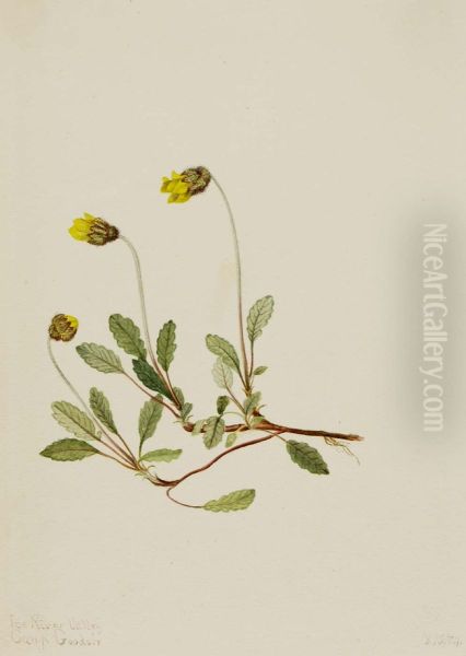 Yellow Dryad (Dryas drummondii) - view 1