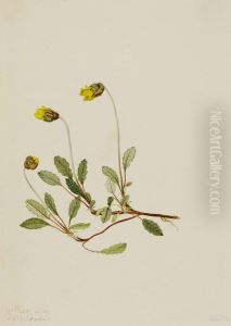 Yellow Dryad (Dryas drummondii)