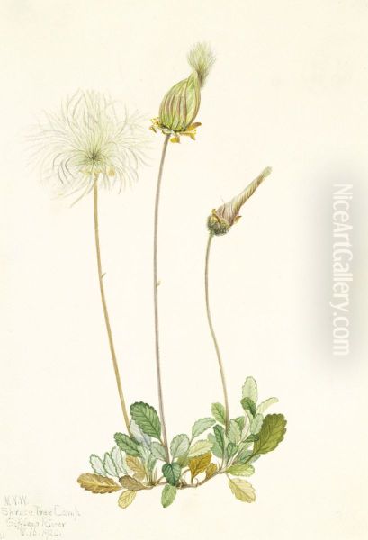 Yellow Dryad (fruit) (Dryas drummondii) - view 1