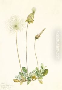 Yellow Dryad (fruit) (Dryas drummondii) by Mary Vaux Walcott