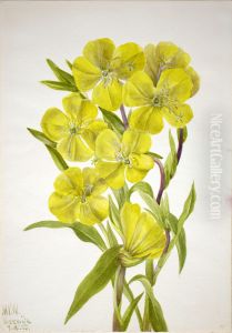 Evening Primrose (Oenothera) by Mary Vaux Walcott