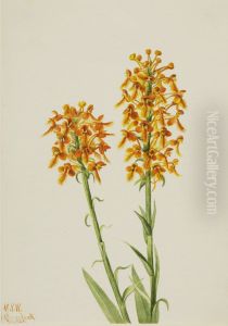 Yellow Fringe Orchid (Habenaria ciliaris) by Mary Vaux Walcott