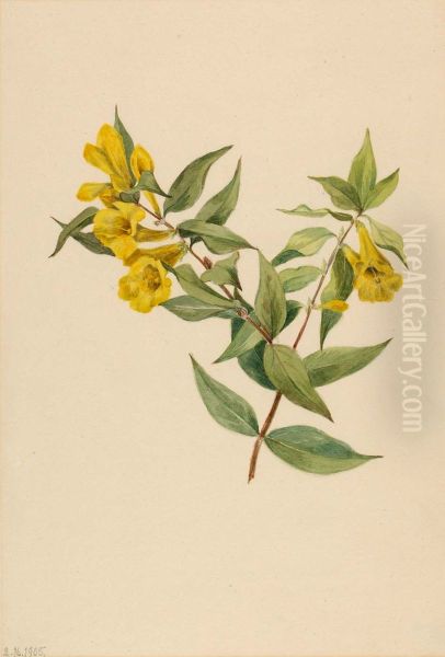 Yellow Jessamine (Gelsemium sempervirens) - view 1