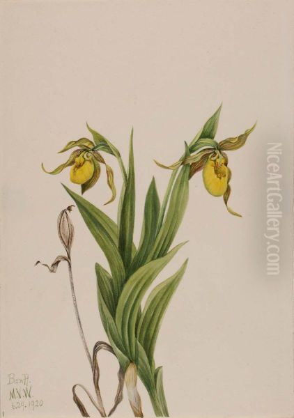 Yellow Lady's Slipper (Cypripedium parviflorum) - view 1