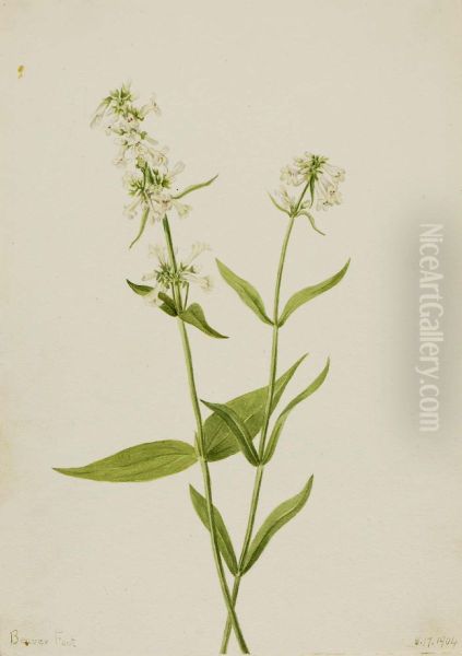 Yellow Pentstemon (Pentstemon confertus) - view 1