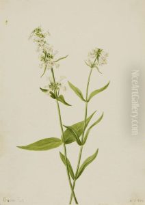 Yellow Pentstemon (Pentstemon confertus)