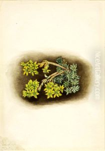 Yellow Stonecrop (Sedum stenopetalum)