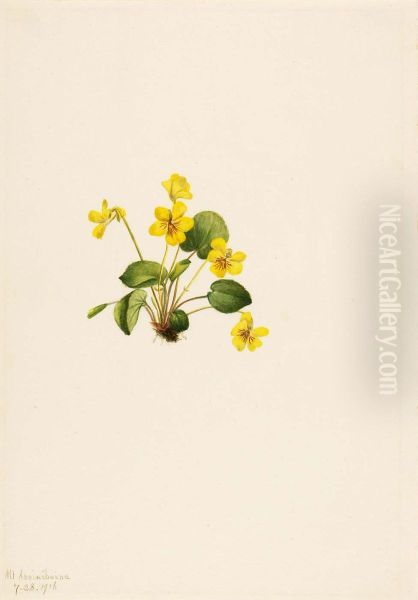 Yellow Violet (Viola orbiculata) - view 1
