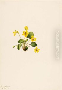 Yellow Violet (Viola orbiculata)