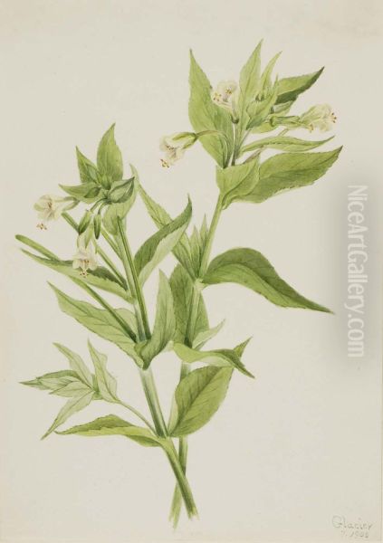 Yellow Willow-Weed (Epilobium lutem) - view 1