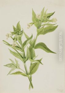 Yellow Willow-Weed (Epilobium lutem) by Mary Vaux Walcott