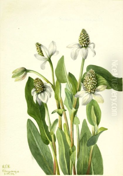 Yerba Mansa (Anemopsis californica) - view 1
