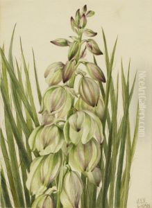 Yucca (Yucca baileyi) by Mary Vaux Walcott