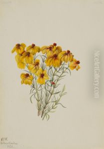 Zinnia (Zinnia grandiflora)