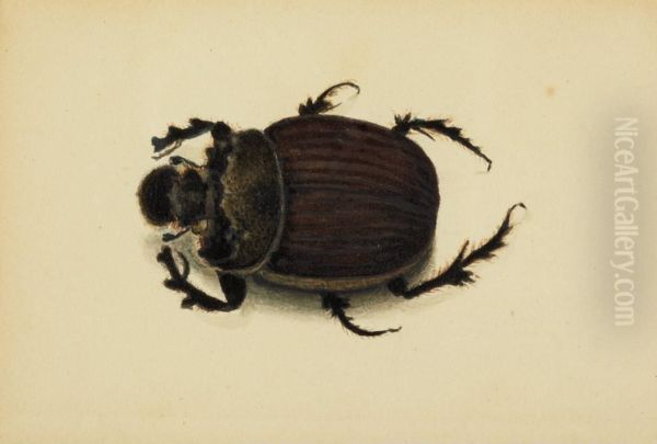 African Beetle - view 1