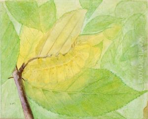 Lunar Caterpillar, study for book Concealing Coloration in the Animal Kingdom
