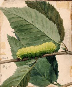 Lunar Caterpillar, study for book Concealing Coloration in the Animal Kingdom