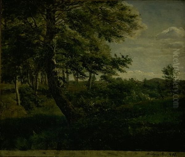 Orsbjerg Forest at Aarup, Funen - view 1