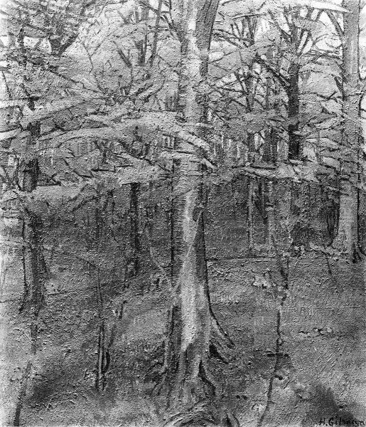 Beech Wood - view 1