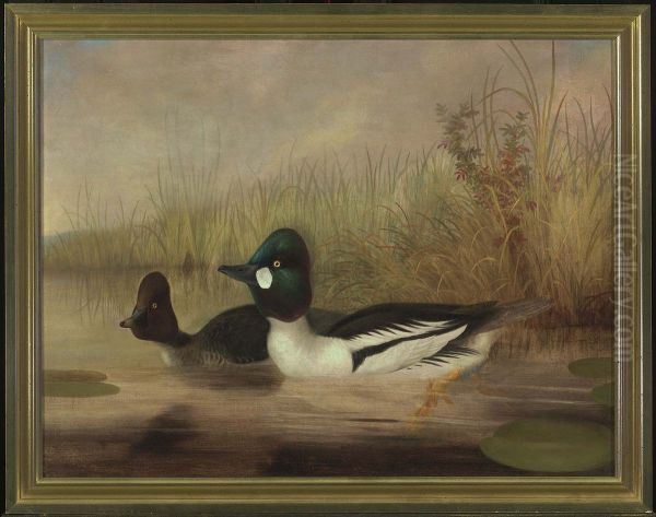 Buffel Head Ducks - view 1