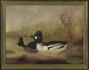 Buffel Head Ducks by Isaac Sprague