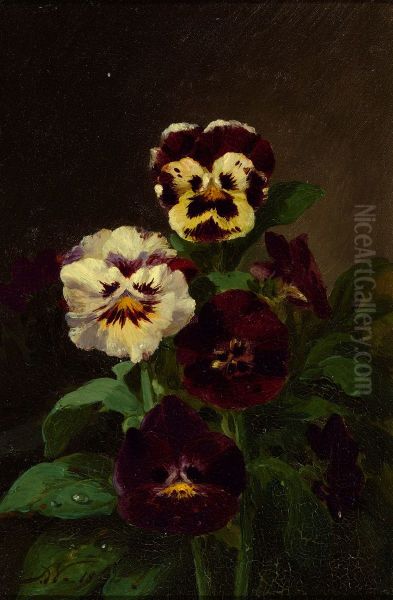 Pansies - view 1