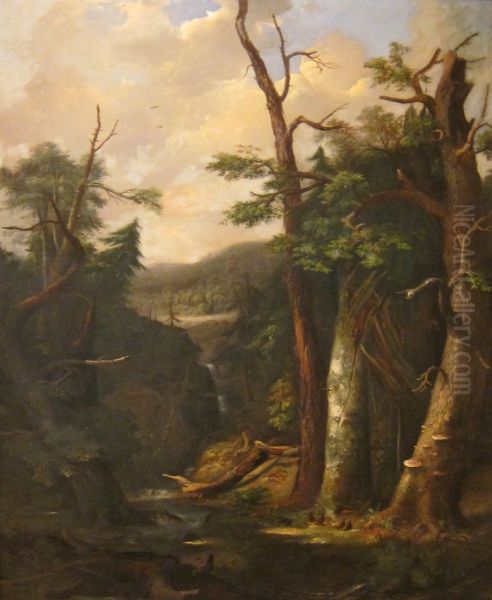 Western Forest - view 1