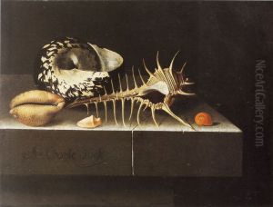 Shells by Adriaen Coorte