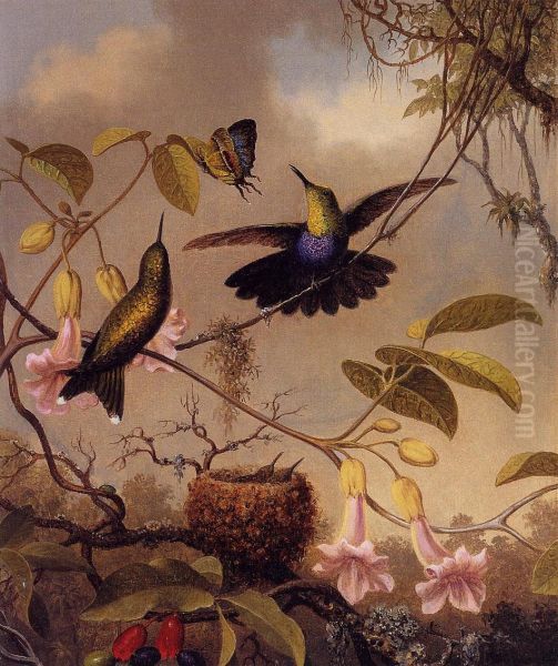 Fort-Tailed WoodnymphThalurania furcata - view 1