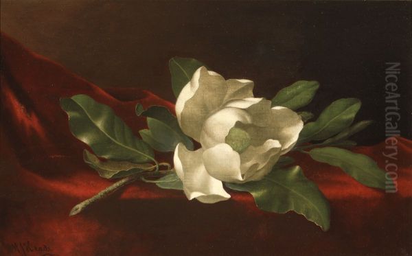 Magnolia - view 1
