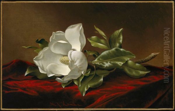 Magnolia Grandiflora - view 1