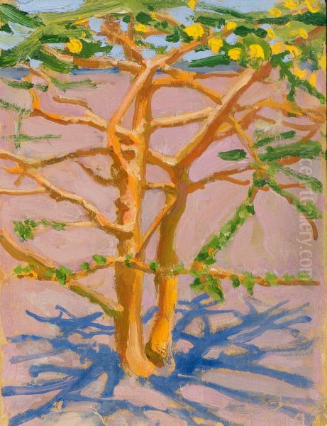 Acacia on the Savannah - view 1