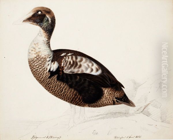 Common Eider ; unfinished - view 1