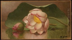 Lotus Blossom Lotus Blossom