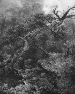 Woodland Sketch Woodland Sketch