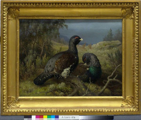 Capercaillie Cocks - view 1
