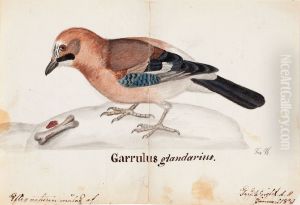 Eurasian Jay by Ferdinand von Wright