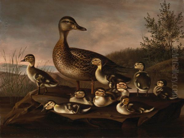 Mallard Ducklings - view 1