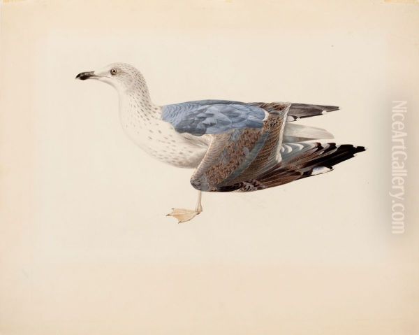 European Herring Gull - view 1