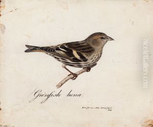 Eurasian Siskin, Female by Magnus Von Wright