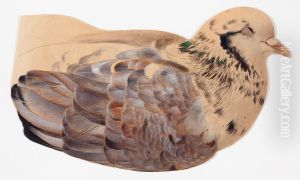Pigeon, sketch by Ferdinand von Wright