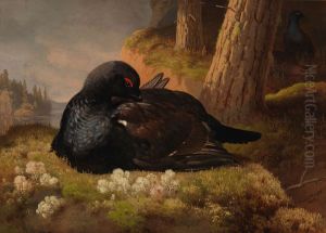 Capercaillie