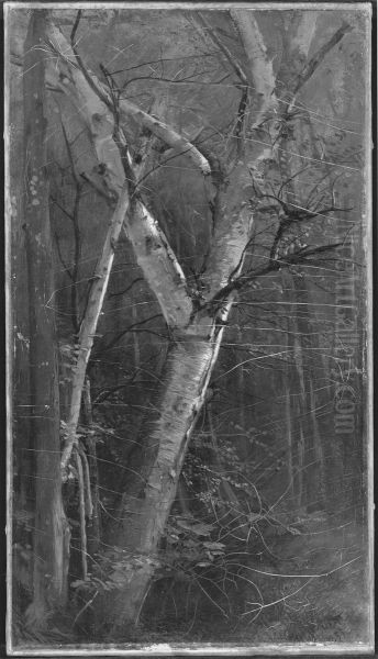 Birches - view 1